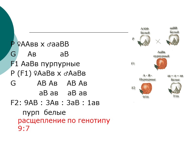 Р ♀ААвв х ♂ааВВ G     Ав    